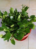 家中有果金邊吊蘭青葉盆栽吊蘭 室內苗木室內盆栽花卉 植物花卉盆栽 口紅吊蘭 一整盆 含盆 曬單實(shí)拍圖