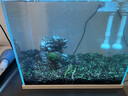 云峰海瑞魚(yú)缸造景套餐魚(yú)缸裝飾活體水草泥陶粒砂底砂對葉牛毛水草種子 青龍石造景 30cm套餐 曬單實(shí)拍圖