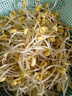 康麗家用豆芽機(jī)全自動智能大容量發(fā)豆牙菜桶自制小型生綠豆芽罐盆芽苗機(jī) 綠色雙層 曬單實(shí)拍圖