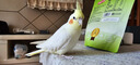 VERSELE-LAGA比利時凡賽爾虎皮鸚鵡飼料鳥糧玄鳳牡丹鳥食谷子專用混合糧1KG 玄風(fēng)/小太陽/和尚鸚鵡飼料1kg 無規(guī)格 曬單實拍圖