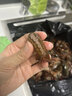 SMVP 小龍蝦專用剪刀開(kāi)背剪刀龍蝦剪處理工具開(kāi)殼器去蝦線神器不銹鋼 黑色款【多功能/易操作】-1個(gè)裝 曬單實(shí)拍圖