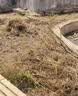 爛根劑強力除樹劑大樹爛根殺大樹竹子除雜草專用滅樹藥園藝肥料 樹竹草爛根【9瓶】買5送4 曬單實拍圖