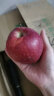 馋半仙甘肃天水花牛粉面苹果 时令沙甜婴儿刮泥老人新鲜水果 含箱9斤大果（75-80mm） 实拍图