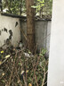 爛樹根特效藥爛根三年不長草大樹爛根藥專用藥爛竹子根劑 大樹爛根 500g 1桶 雜草竹子灌木通用除草粉爛根劑 曬單實拍圖