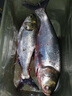 東釣主錨魚(yú)竿專(zhuān)業(yè)錨桿拋竿拋竿插節竿三節并繼竿遠投竿超硬超輕插節海竿 4.5m 半富士藍 無(wú)規格 曬單實(shí)拍圖