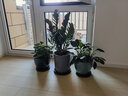 普朗德趕海工具園藝工具套裝花園養(yǎng)花鐵鍬耙子園藝鏟種植挖土種花工具 園藝工具五件套 曬單實(shí)拍圖