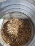 面包蟲活活蟲黃粉蟲活蟲畫眉鳥金龍魚石蛙倉鼠蜥蜴飼料鮮活野釣 1斤 曬單實拍圖