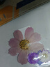 佳茉干花書簽手工diy材料包標本塑封膜壓花瓣創(chuàng)意植物樹葉壓花瓶子送同學收集秋天禮物伴手禮中秋國慶 曬單實拍圖