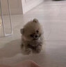咯咪博美幼犬黃博美犬純種活體寵物狗小型犬球形哈多利系茶杯犬活體 寵物級 曬單實(shí)拍圖