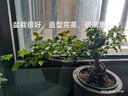 孫凱提根懸崖對節白蠟盆景老樁福建茶雀梅六月雪植物提根懸崖飄枝盆栽 提根懸崖雀梅 曬單實(shí)拍圖