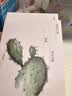 必?fù)P玫瑰亮膚發(fā)酵面膜 補(bǔ)水面膜男女士 補(bǔ)水保濕緊致嫩滑舒緩提亮膚色 曬單實拍圖