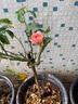 歐悟四季開(kāi)花樹(shù)狀月季花苗庭院別墅陽(yáng)臺盆栽地栽薔薇花苗花卉老樁歐月 鉆石玫瑰紅1.5厘米粗 帶原土發(fā)貨 曬單實(shí)拍圖