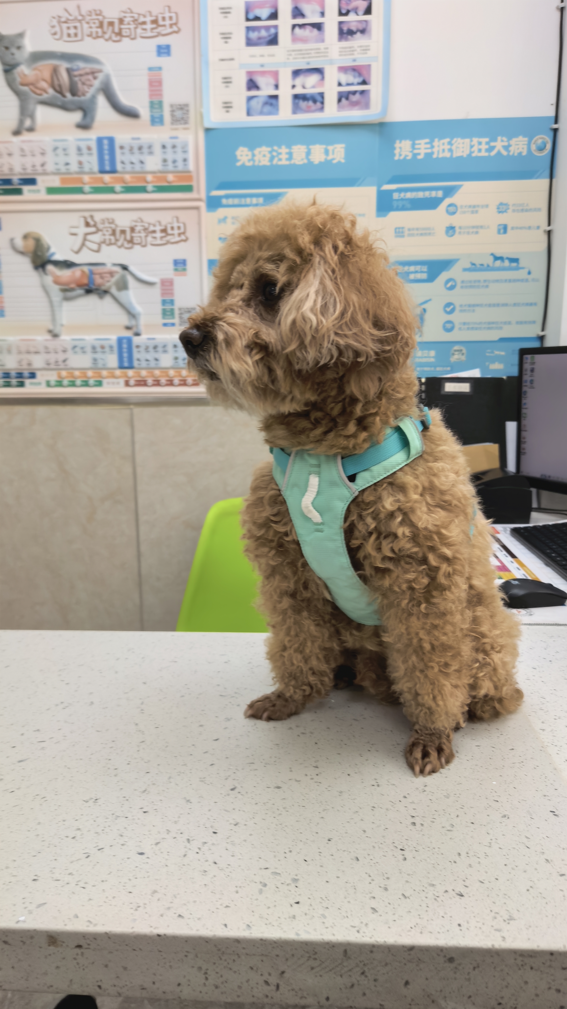 麥德氏IN【寵物金選】犬小分子鯊魚軟骨素醫護版300g軟骨素狗狗關節養護 曬單實拍圖