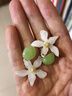 宜品達森系顯白夏日綠色花朵耳釘女小眾設計感森系夏天耳環顯臉小耳飾 一對裝 曬單實拍圖