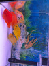 樂(lè )淘逸寵樂(lè )淘逸寵鸚鵡魚(yú)地圖戰船魚(yú)紅尾皇冠財神淡水熱帶觀(guān)賞魚(yú)活體 發(fā)財魚(yú)套餐三共6條魚(yú)發(fā)順豐 曬單實(shí)拍圖