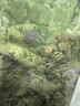 LULUALWAYS華服系列-窈窕淑女25夏季新款法式復古公主露肩連衣裙 綠色 XL 曬單實拍圖