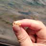 周生生七夕禮物黃金耳釘 足金永系列愛心心形耳環(huán)送女友禮物68740E定價(jià) 曬單實(shí)拍圖