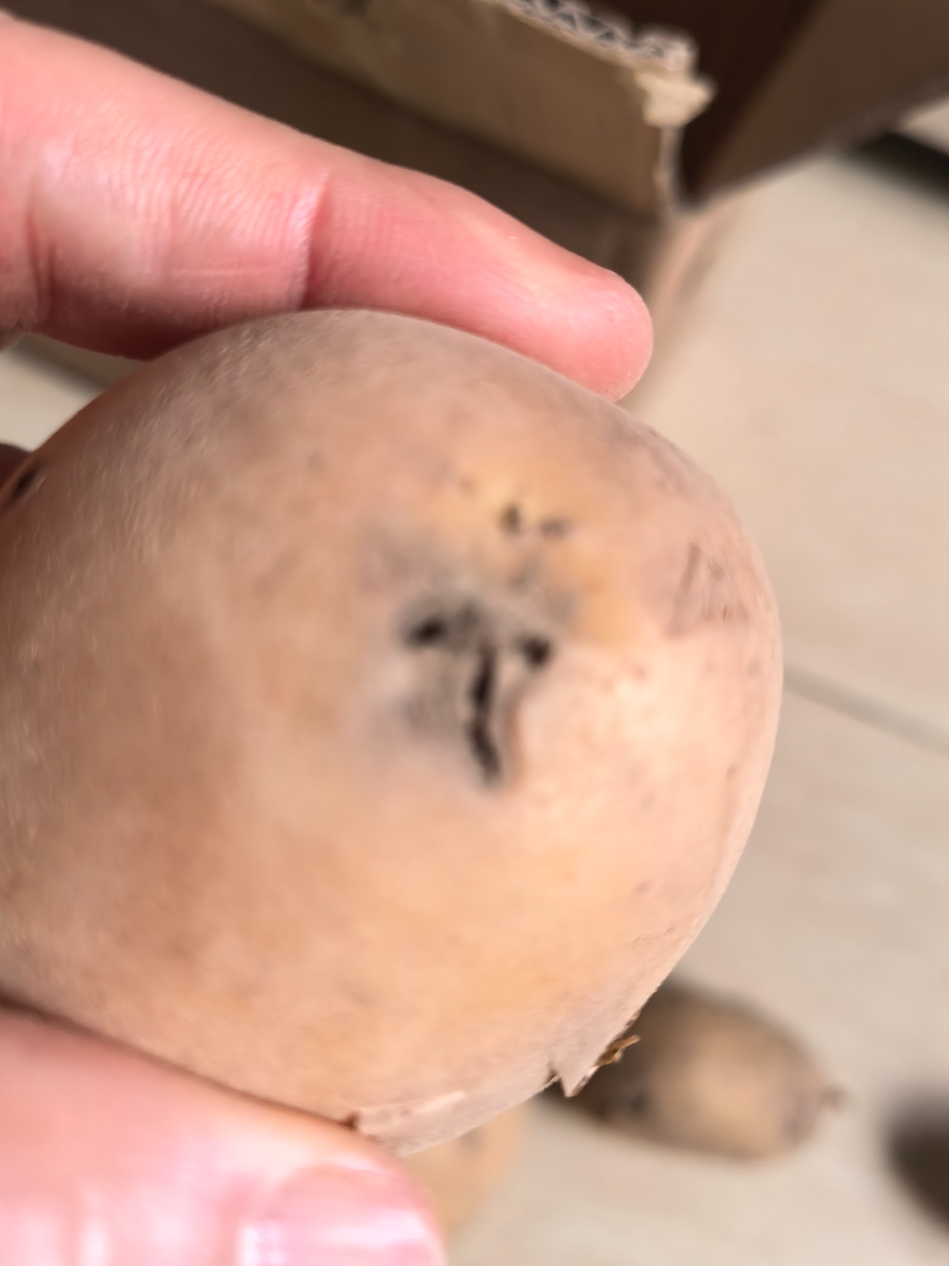 caramella襪子女夏季100%純棉10A抗菌防臭超薄網眼吸汗透氣新疆棉中筒女襪 曬單實拍圖