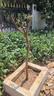 紫薇樹苗紅火箭天鵝絨庭院四季盆栽綠化工程百日紅室外綠植耐寒 紫色紫薇【帶土球發貨】 5厘米粗壯苗一顆【強烈推薦】 曬單實拍圖