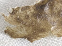 慕霖兮 越南原料去黑頭粉刺面膜小綠膜 清潔毛孔綠茶撕拉式面膜粉非VZA 2瓶 曬單實(shí)拍圖