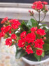 錦楓長(cháng)壽花盆栽重瓣花大花帶花苞花卉植物室內花四季開(kāi)花好養活 中國紅（帶花苞） 含盆 曬單實(shí)拍圖