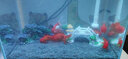 堯權水草泥底砂魚(yú)缸造景沙陶粒沙不易粉化水藻泥土魚(yú)缸水族箱底沙 堯權水草泥（5KG）桶裝 曬單實(shí)拍圖
