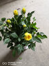 菜友迷你玫瑰花苗盆栽花卉室內植物陽(yáng)臺花卉月季花苗盆栽帶盆載好開(kāi)花 黃色 曬單實(shí)拍圖