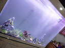 云峰海瑞魚缸造景套餐魚缸裝飾活體水草泥陶粒砂底砂對葉牛毛水草種子 杜鵑根造景 100cm套餐 曬單實拍圖