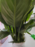 【熱銷(xiāo)款】白掌一帆風(fēng)順盆栽水培植物室內花綠植紅掌發(fā)財樹(shù)吸甲醛 【店主推薦】特級白掌6-8株帶花+早安盆+營(yíng)養液 曬單實(shí)拍圖