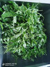 艾草新鮮食用蔬菜現(xiàn)摘清明草粑粑青團(tuán)3斤順豐艾葉新鮮艾草葉 【順豐快遞】 250g 曬單實(shí)拍圖