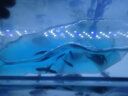 AIPHAROW泰国进口罗汉苗热带观赏鱼活体鸿运泰金花纹红德萨高爆头率罗汉鱼 高起头鸿运苗5条装（2-3cm） 实拍图