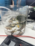 格亞（GEYA）純鈦保溫杯高檔溫顯燜茶杯茶水分離養生泡茶水杯商務鈦杯辦公禮品 皓月銀【高檔禮盒】450ml 曬單實拍圖