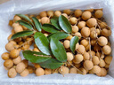 深圳南山龍眼桂圓新鮮水果儲良石硤廣東農家特產(chǎn)5斤順豐新鮮龍眼 南山龍眼-脆甜可口-果園現摘 曬單實(shí)拍圖