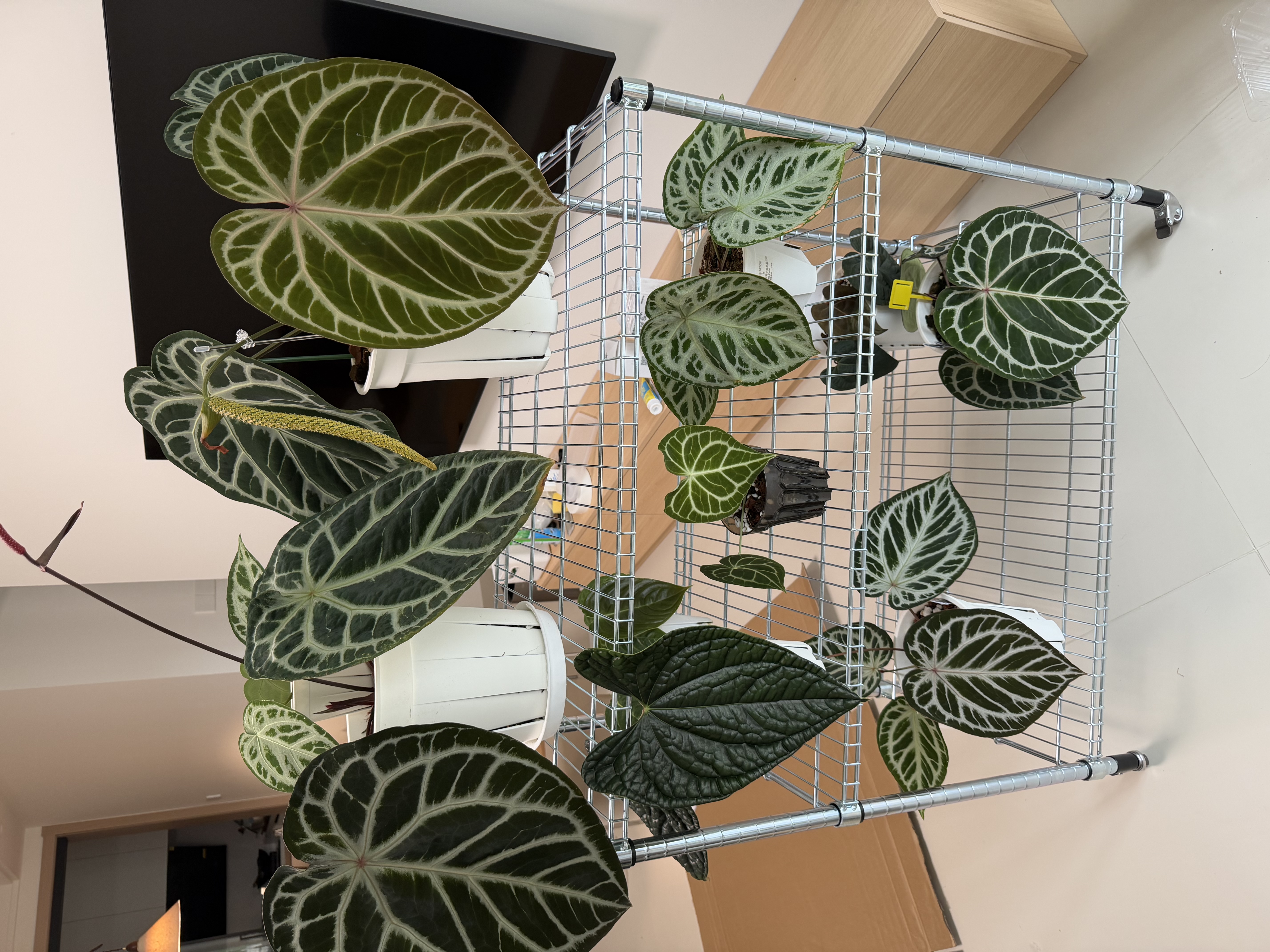 宜家（IKEA）OMAR奧馬爾擱板組合收納置物架現(xiàn)代簡(jiǎn)約銀色戶外和陽(yáng)臺(tái)用 電鍍擱架單元92x50x94cm 曬單實(shí)拍圖