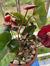 火鶴花 紅掌盆栽火鶴花帶花發(fā)貨水生花卉綠植 辦公桌茶幾室內(nèi)盆栽 單株紅掌 不含盆 曬單實拍圖