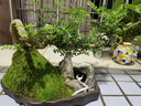 瀚林怡景（HANLINYIJING）清香木盆景植物老樁室內(nèi)綠植懸崖式造型山水假山樹樁胡椒木盆栽 山水石景 青香木 曬單實拍圖