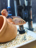 甄夢(mèng)漁野可繁殖組熱帶觀(guān)賞魚(yú)白金寶藍迷你鸚鵡魚(yú)種魚(yú)一對公母淡水卵生配對 繁殖雙魔2對(血鉆+鸚鵡)(6-7cm） 曬單實(shí)拍圖