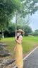 白鹿語女裝2026夏季新款法式女士連衣裙蕾絲花邊修身裙子 黃色 M 曬單實拍圖