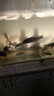 HIDOM希騰魚缸霧化器水族箱造景裝飾加濕器 彩燈款+浮標(biāo) 假山造霧器 曬單實(shí)拍圖