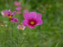 KamLan kamlan 50mm f1.1 微單大光圈人像定焦手動(dòng)相機(jī)鏡頭 m4/3【Ⅱ代】 手動(dòng)對(duì)焦鏡頭 曬單實(shí)拍圖
