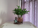 桌面擺件陶瓷 禪意小和尚茶寵擺件創(chuàng)意綠蘿水培植物小花器辦公桌裝飾擺件水培花瓶 哥窯花器荷葉 曬單實拍圖
