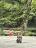 森馬（Semir）王安宇同款丨BB聯名短袖T恤男26夏季繡花打底衫上衣109326100204 曬單實拍圖
