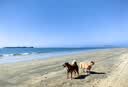 麥德氏IN【寵物金選】犬小分子鯊魚軟骨素醫護版300g軟骨素狗狗關節養護 曬單實拍圖