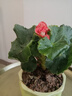 雅卉重瓣麗格海棠玫瑰海棠花盆栽帶花發(fā)貨客廳臥室陽(yáng)臺(tái)花卉盆栽四季開 玫瑰海棠(公主粉) 不含盆 曬單實(shí)拍圖