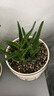格調生活蘆薈盆栽室內凈化空氣綠植物多肉四季好養護懶人陶瓷迷你多肉 2盆蘆薈（原盆原土）+肥料 曬單實(shí)拍圖