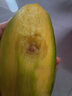 廣西百色桂七芒果新鮮田東桂7青皮香芒現摘應季水果禮盒京東包郵 大果250-300g｜正宗桂七香芒 9斤｜超值劃算 曬單實拍圖
