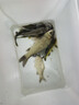 博菲特日本長(cháng)竿超硬19調16米打窩竿釣魚(yú)竿逗釣巨物長(cháng)節超長(cháng)炮竿遠距離 新款二代（13米+前兩節+竿包） 曬單實(shí)拍圖