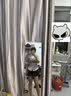 衣然呈品韓系假兩件POLO領波點短袖T恤女夏季學院風寬松休閑學生半袖上衣 灰色 M 【建議90-110斤】 曬單實拍圖