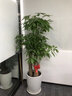 仙植緣【2小時同城配送】蝴蝶蘭真花蘭花卉盆栽帶花苞花劍開業(yè)喬遷送禮 3.5寸大辣椒蝴蝶蘭【藍(lán)瓷盆】 6支 曬單實(shí)拍圖