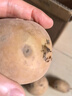 caramella襪子女夏季100%純棉10A抗菌防臭超薄網眼吸汗透氣新疆棉中筒女襪 曬單實拍圖